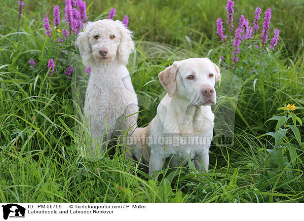 Labradoodle und Labrador Retriever / Labradoodle and Labrador Retriever / PM-06759