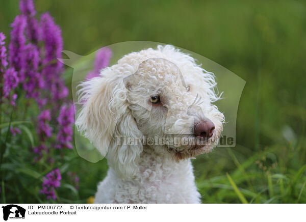 Labradoodle Portrait / Labradoodle Portrait / PM-06772