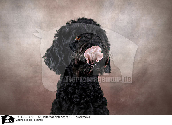 Labradoodle Portrait / Labradoodle portrait / LT-01042