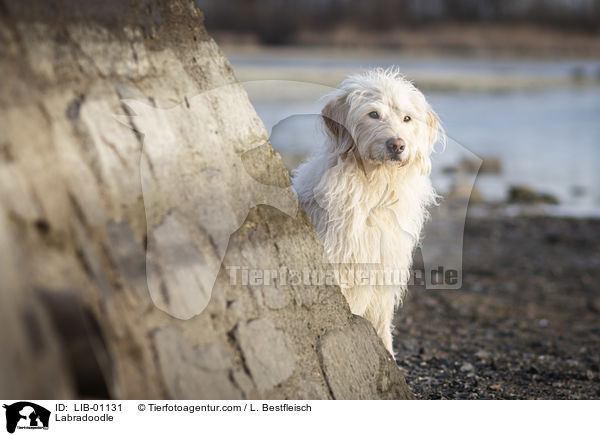 Labradoodle / Labradoodle / LIB-01131