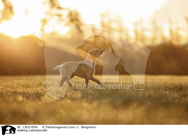 laufender Labradoodle / walking Labradoodle / LB-01654