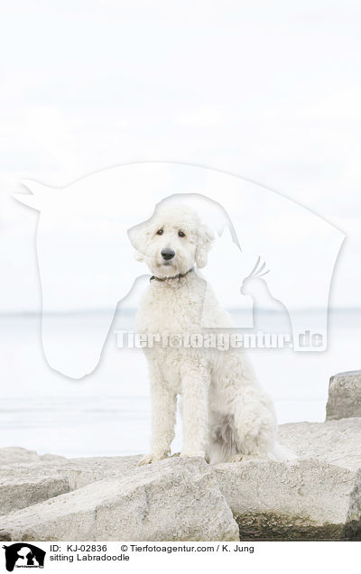 sitzender Labradoodle / sitting Labradoodle / KJ-02836