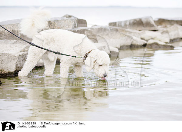 trinkender Labradoodle / drinking Labradoodle / KJ-02839