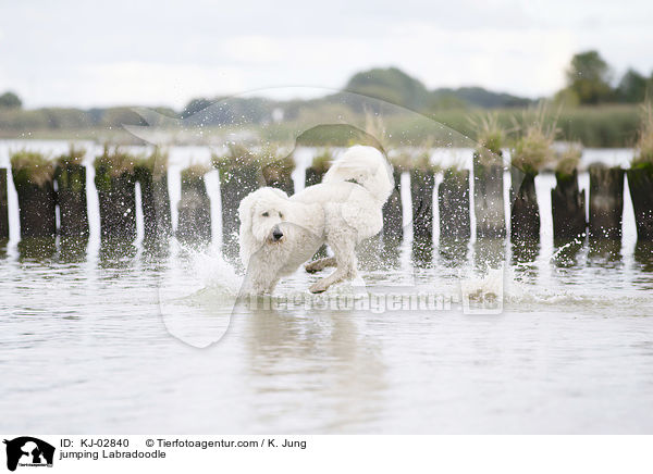 springender Labradoodle / jumping Labradoodle / KJ-02840