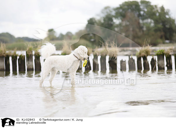 stehender Labradoodle / standing Labradoodle / KJ-02843