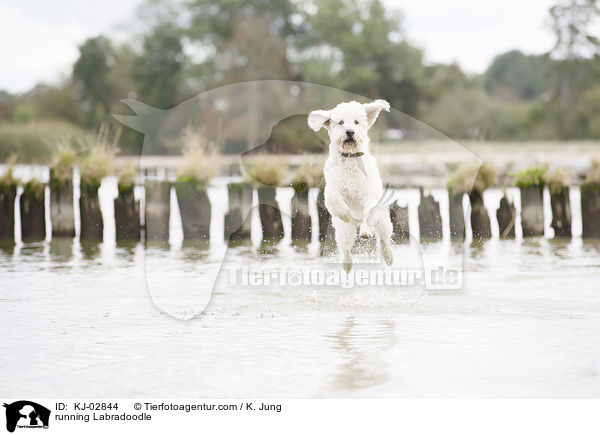 rennender Labradoodle / running Labradoodle / KJ-02844