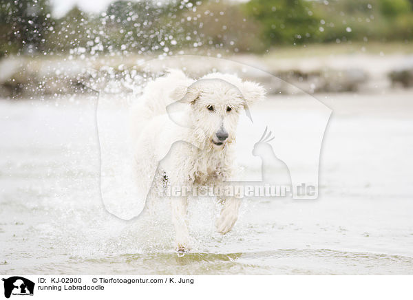 rennender Labradoodle / running Labradoodle / KJ-02900