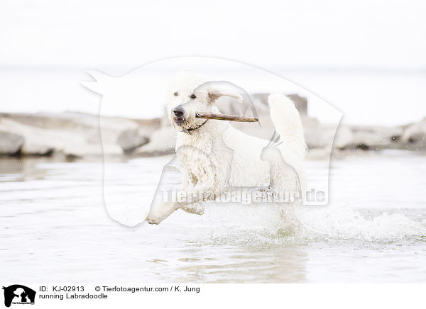 rennender Labradoodle / running Labradoodle / KJ-02913