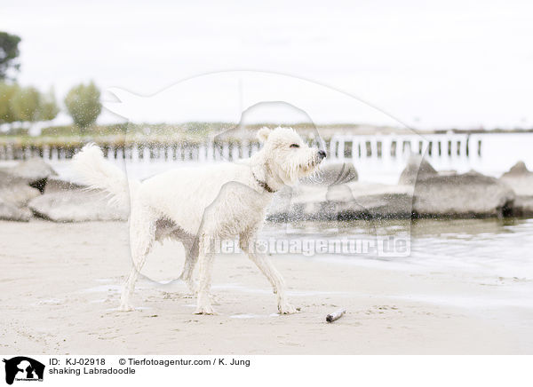 Labradoodle schttelt sich / shaking Labradoodle / KJ-02918