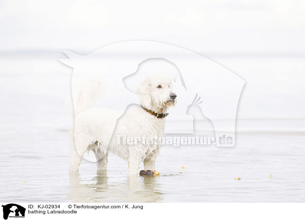 badender Labradoodle / bathing Labradoodle / KJ-02934