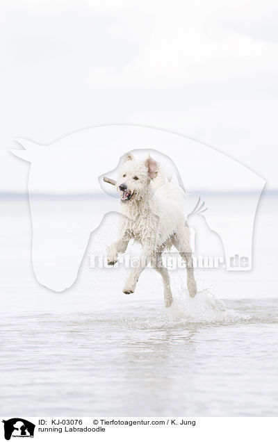 rennender Labradoodle / running Labradoodle / KJ-03076