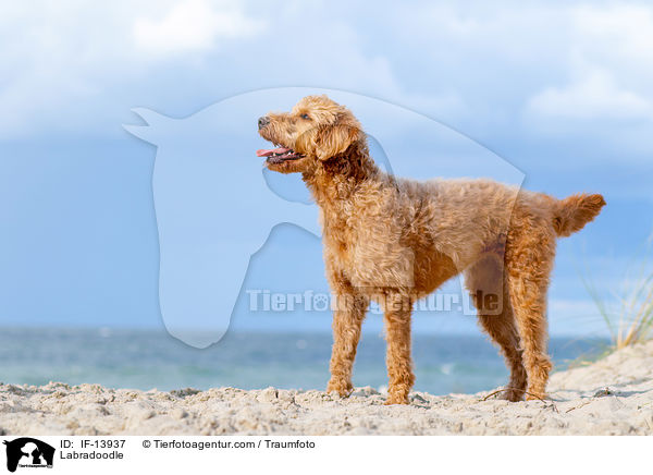 Labradoodle / Labradoodle / IF-13937