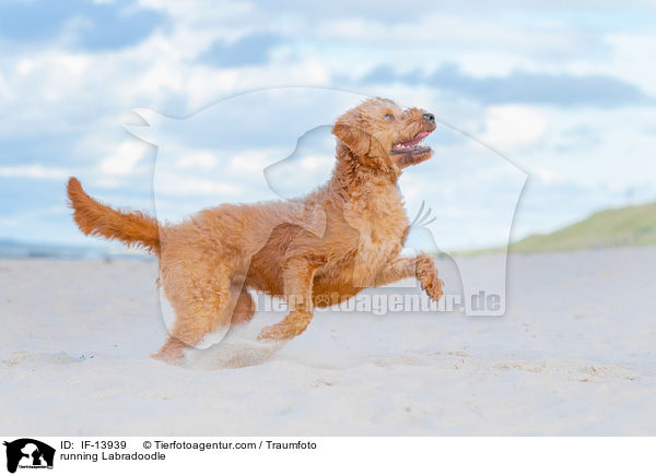 rennender Labradoodle / running Labradoodle / IF-13939