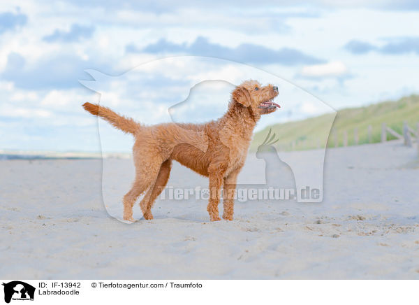 Labradoodle / Labradoodle / IF-13942