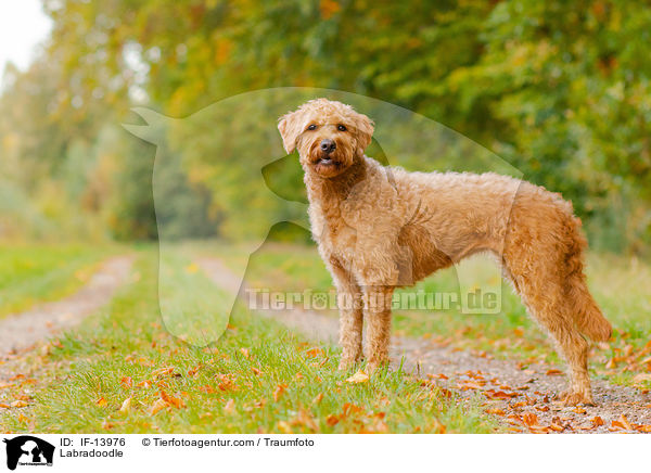 Labradoodle / Labradoodle / IF-13976