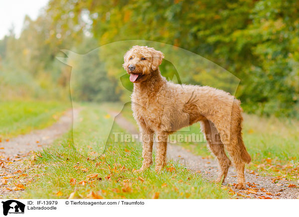 Labradoodle / Labradoodle / IF-13979