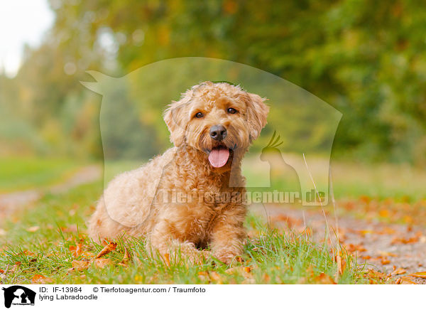 liegender Labradoodle / lying Labradoodle / IF-13984