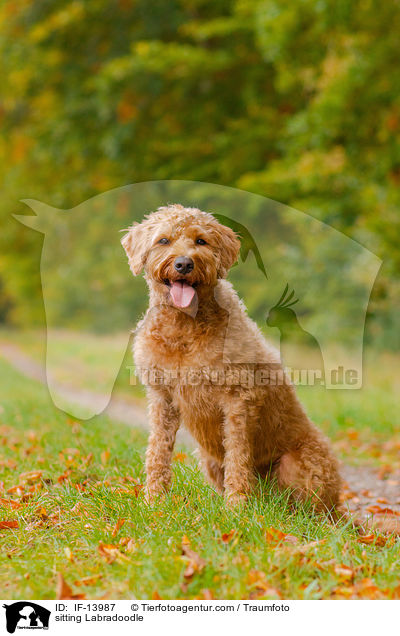 sitzender Labradoodle / sitting Labradoodle / IF-13987