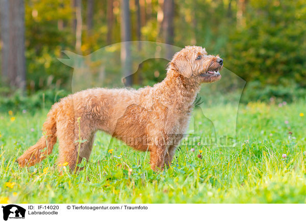 Labradoodle / Labradoodle / IF-14020