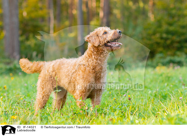 Labradoodle / Labradoodle / IF-14021