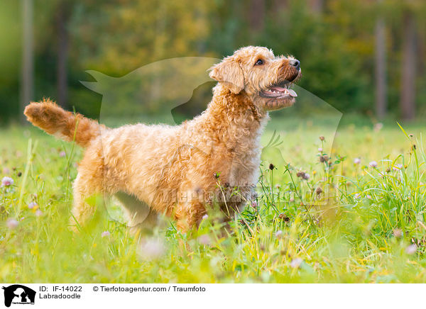 Labradoodle / Labradoodle / IF-14022