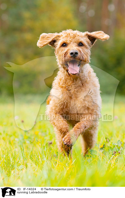 rennender Labradoodle / running Labradoodle / IF-14024