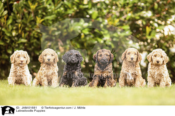 Labradoodle Weplen / Labradoodle Puppies / JAM-01681