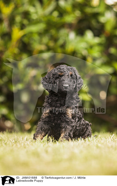 Labradoodle Weple / Labradoodle Puppy / JAM-01688