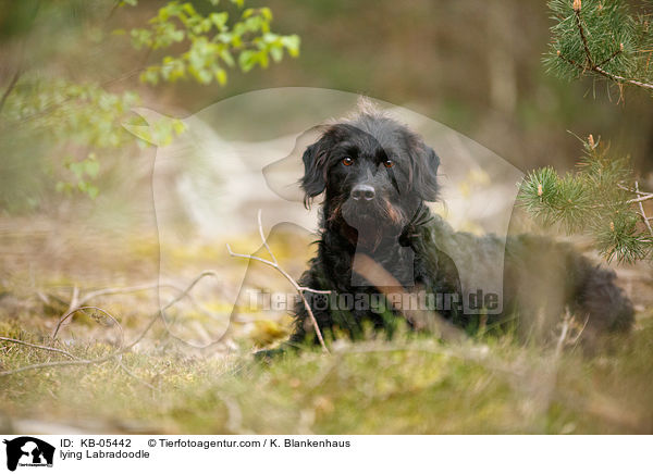 liegender Labradoodle / lying Labradoodle / KB-05442