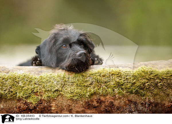 liegender Labradoodle / lying Labradoodle / KB-05443