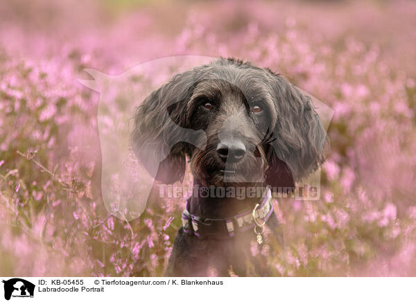 Labradoodle Portrait / Labradoodle Portrait / KB-05455