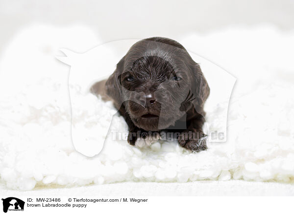 brauner Labradoodle Welpe / brown Labradoodle puppy / MW-23486