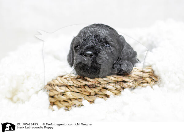 schwarzer Labradoodle Welpe / black Labradoodle Puppy / MW-23493