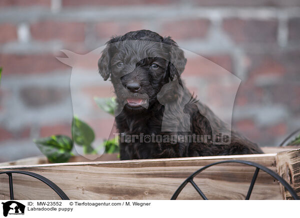 Labradoodle Welpe / Labradoodle puppy / MW-23552