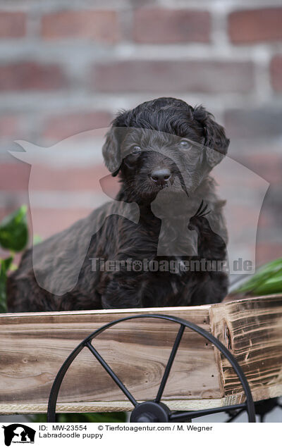 Labradoodle Welpe / Labradoodle puppy / MW-23554