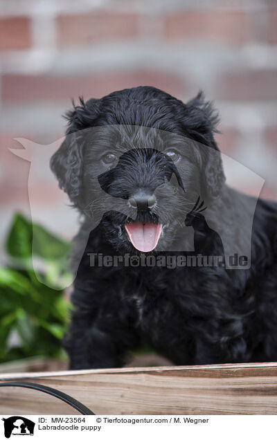Labradoodle Welpe / Labradoodle puppy / MW-23564