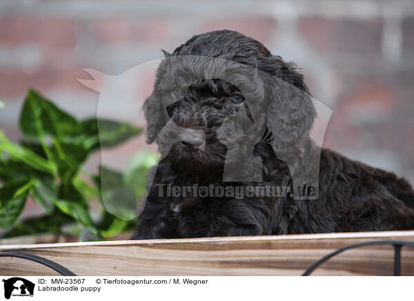 Labradoodle Welpe / Labradoodle puppy / MW-23567