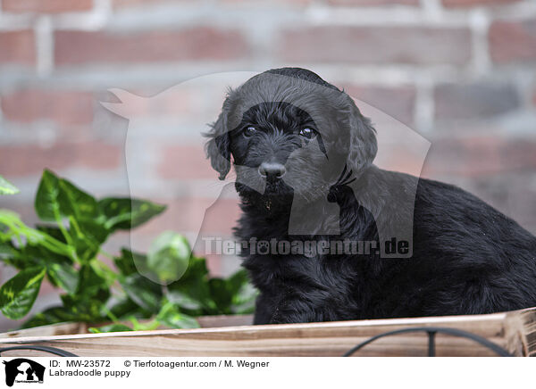 Labradoodle Welpe / Labradoodle puppy / MW-23572