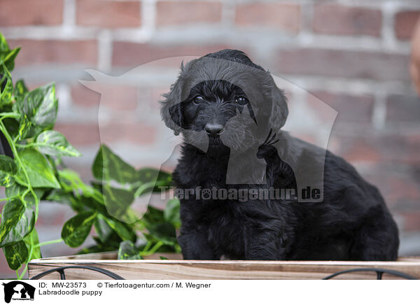 Labradoodle Welpe / Labradoodle puppy / MW-23573