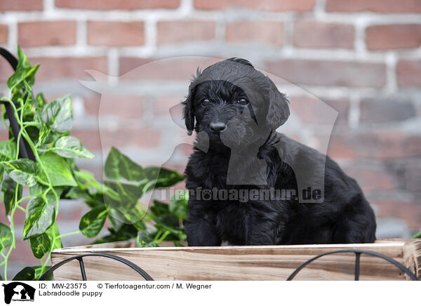 Labradoodle Welpe / Labradoodle puppy / MW-23575