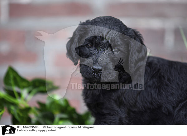 Labradoodle puppy portrait / MW-23586