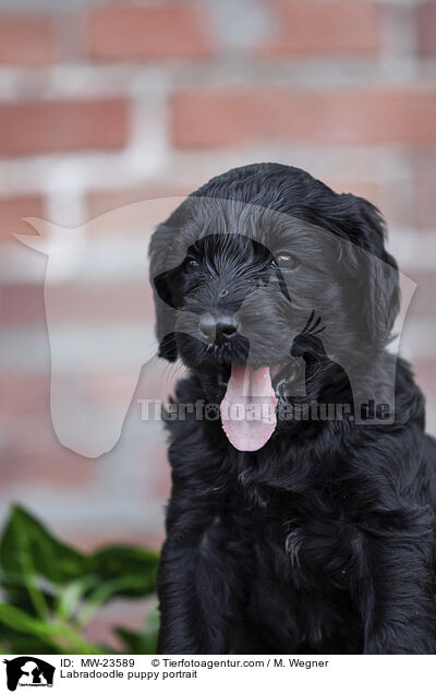 Labradoodle puppy portrait / MW-23589