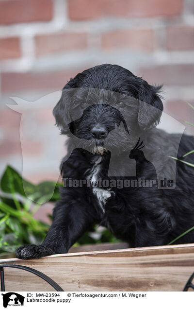 Labradoodle Welpe / Labradoodle puppy / MW-23594