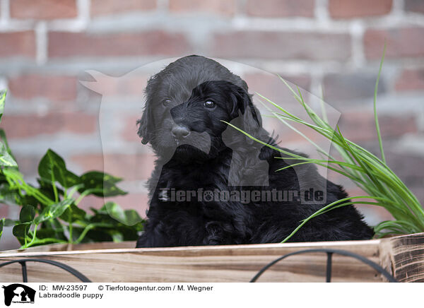 Labradoodle Welpe / Labradoodle puppy / MW-23597