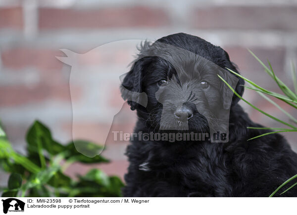 Labradoodle puppy portrait / MW-23598