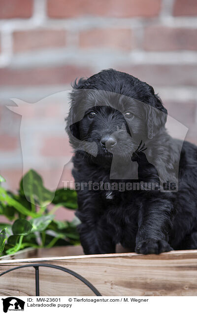Labradoodle puppy / MW-23601