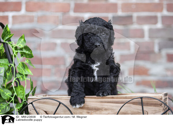 Labradoodle Welpe / Labradoodle puppy / MW-23608