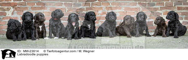 Labradoodle Welpen / Labradoodle puppies / MW-23614