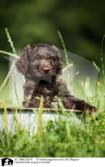 Labradoodle Welpe im Eimer / Labradoodle puppy in bucket / MW-23616