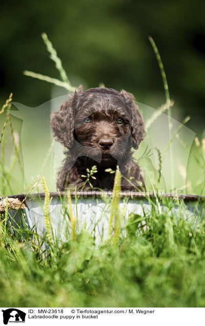 Labradoodle Welpe im Eimer / Labradoodle puppy in bucket / MW-23618